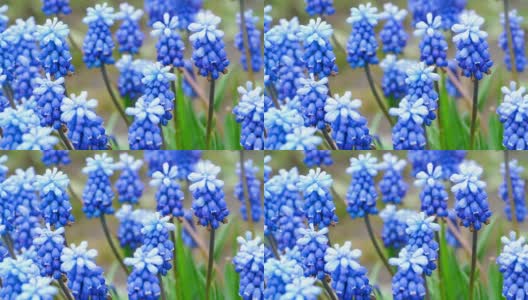 蓝色的花与雨滴麝香高清在线视频素材下载