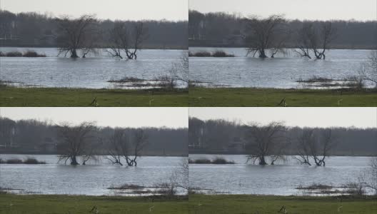 湿地中的树木高清在线视频素材下载