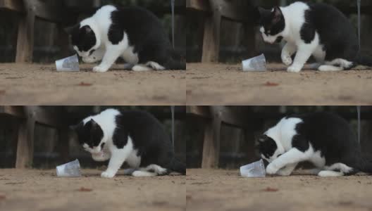 聪明的猫用爪子从塑料杯里喝牛奶高清在线视频素材下载