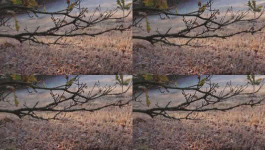 在霜冻的早晨，橡树的树枝高清在线视频素材下载
