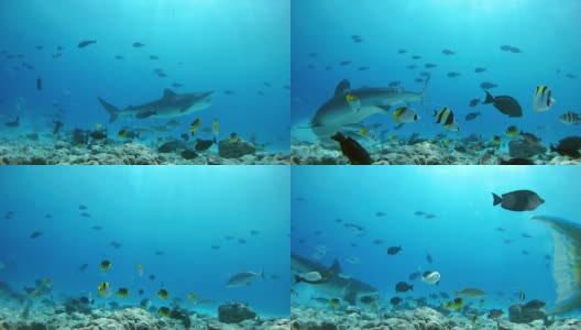 虎鲨捡起金枪鱼和其他渔业废弃物扔进海洋的渔民-印度洋，福瓦穆拉岛，马尔代夫，亚洲高清在线视频素材下载