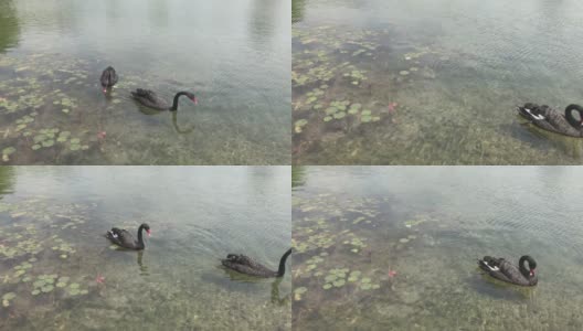 黑天鹅在湖中划桨，在水中移动。吃人们共享的食物高清在线视频素材下载