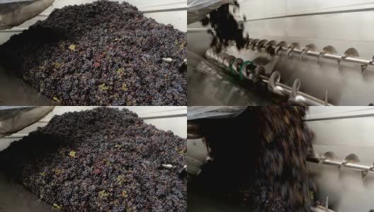 葡萄收获:用压榨机榨取葡萄。葡萄剥皮工作用白葡萄或红葡萄。在酿酒厂用茎粉碎机压榨葡萄。酿酒工艺。缓慢的运动。高清在线视频素材下载