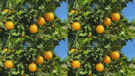 树上的橙果高清在线视频素材下载