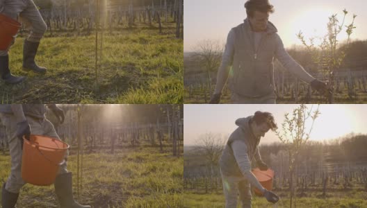 在阳光明媚、田园诗般的乡村山坡上，男农民正在施肥和检查果树高清在线视频素材下载