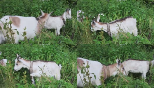 山羊和山羊妈妈在绿色的田野里吃草和荨麻高清在线视频素材下载