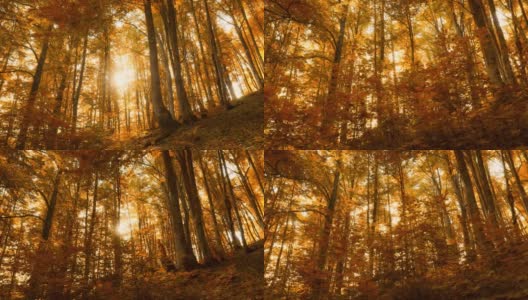 阳光明媚的山林秋日。走在桔黄色树叶的秋树上。夕阳穿过秋天的落叶。常平架枪高清在线视频素材下载
