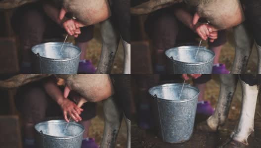一位老妇人在牲口棚里挤牛奶。特写镜头高清在线视频素材下载