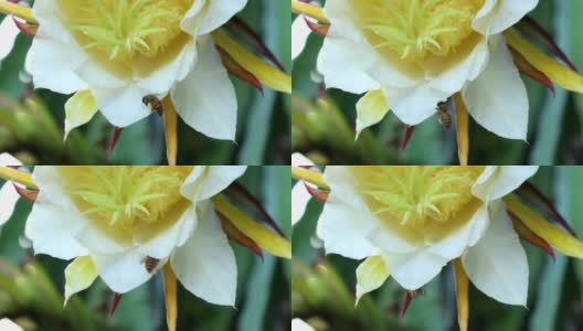 蜜蜂的花粉高清在线视频素材下载