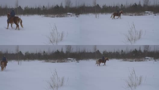 冬天，在田野上训练一匹高大的红马高清在线视频素材下载