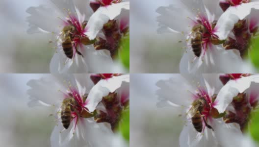 蜜蜂高清在线视频素材下载