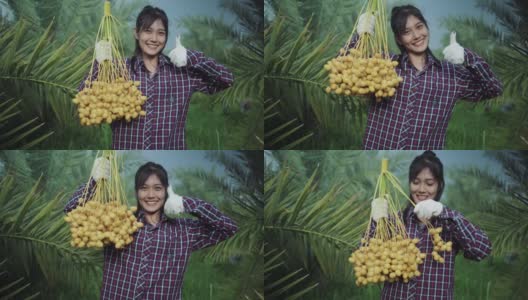 亚洲妇女采摘椰枣果实。高清在线视频素材下载