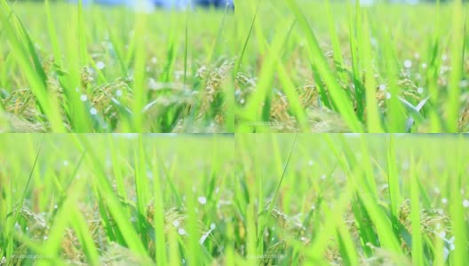 雨滴落在水稻植株上，日本乡村风光高清在线视频素材下载