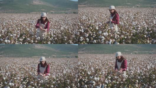 棉花采摘的季节。盛开的棉花田，年轻女子在金色的夕阳下，在收获前评估收成。高清在线视频素材下载