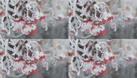 一束束红色成熟的山灰或花楸Quicken树花楸在冬天被雪覆盖高清在线视频素材下载