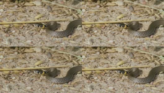 夏天沙上的草蛇，欧洲高清在线视频素材下载