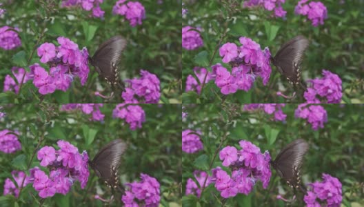 一只帆船蝴蝶在一朵粉红色的花上快速地扇动翅膀。高清在线视频素材下载