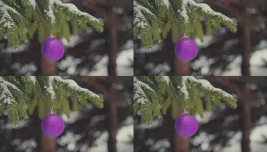 紫色的圣诞树球挂在白雪覆盖的户外云杉树枝上高清在线视频素材下载