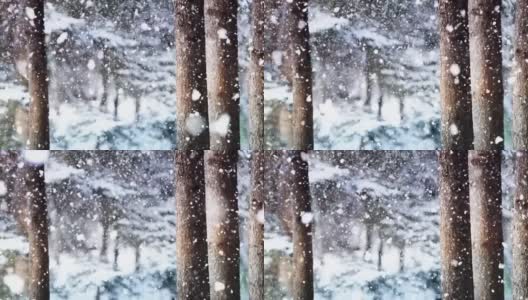 雪花飘落，松林和冬天的风景高清在线视频素材下载