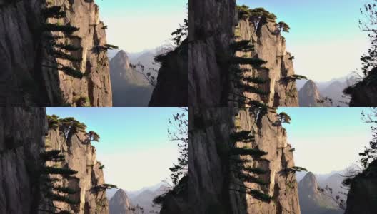 黄山是中国黄山的树木生长在岩石上高清在线视频素材下载
