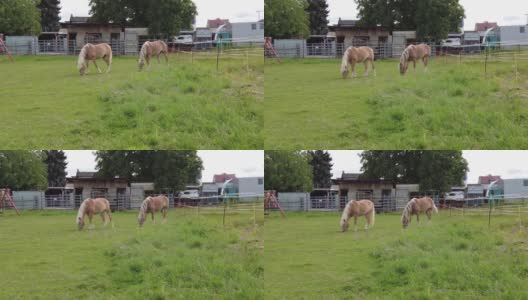 阳光明媚的一天，两匹马在绿色的草地上吃草高清在线视频素材下载