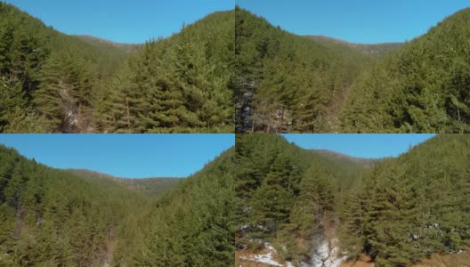 飞越针叶林，这片针叶林覆盖着高山的陡坡，山上有一片片的雪高清在线视频素材下载