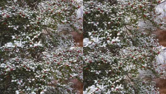 白雪覆盖，挂满浆果的冬青树枝在微风中起舞高清在线视频素材下载