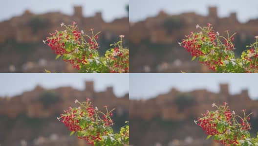 印度拉贾斯坦邦斋萨尔默尔堡前红色花朵的特写镜头高清在线视频素材下载