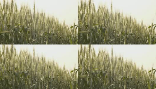 绿色的小麦高清在线视频素材下载