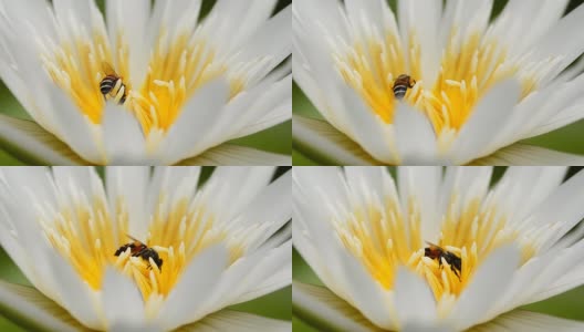 近距离观察:莲花中心的一只蜜蜂高清在线视频素材下载