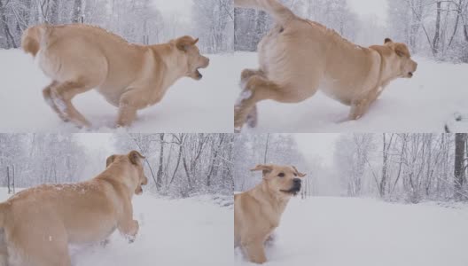 慢动作狗在雪中奔跑高清在线视频素材下载