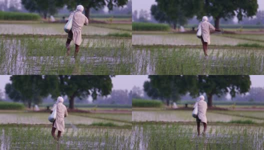 农民在稻田里施肥高清在线视频素材下载