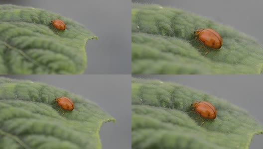 Leaf-feeding瓢虫高清在线视频素材下载
