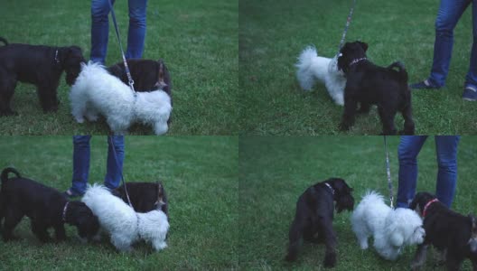 三只快乐的狗在公园里高清在线视频素材下载