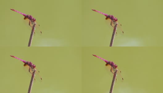 红蜻蜓在棍子上高清在线视频素材下载