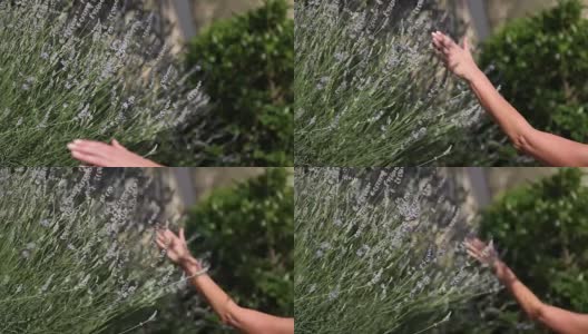 女人的手触摸着花园里的薰衣草花高清在线视频素材下载