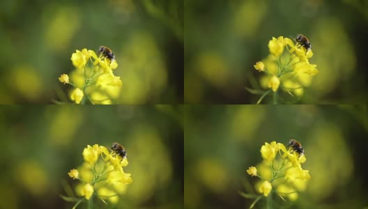 蜜蜂从芥菜花蜜中采集花蜜的慢动作。高清在线视频素材下载