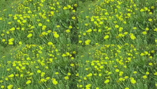 一片黄色的蒲公英在一个阳光明媚的五月天高清在线视频素材下载