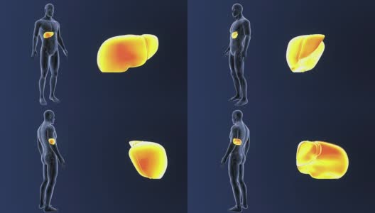 人的肝脏与循环系统相结合高清在线视频素材下载