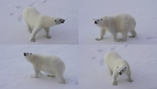 在北极行走的北极熊。高清在线视频素材下载