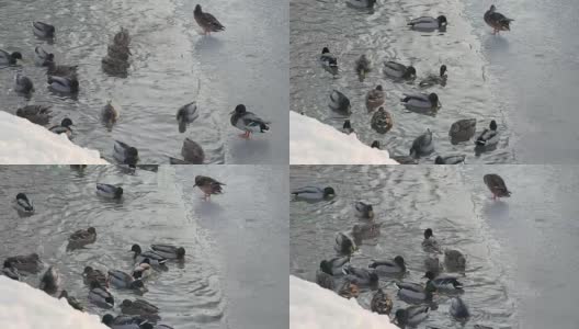 野鸭在湖里游泳，争夺食物。高清在线视频素材下载