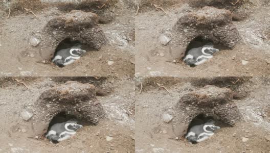企鹅宝宝和成年企鹅在自然栖息地的巢穴里高清在线视频素材下载