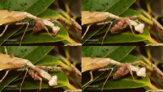 螳螂饮用雨水(高清)高清在线视频素材下载