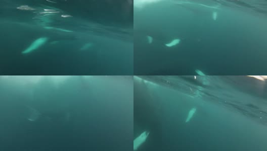 座头鲸在水下游泳高清在线视频素材下载