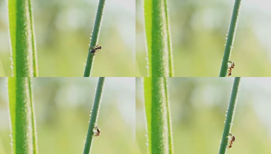 草叶上的蚂蚁高清在线视频素材下载