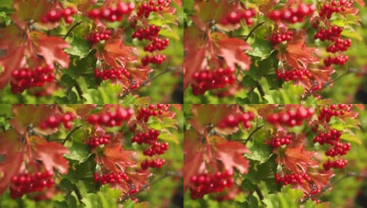 近距离查看4k股票视频片段的明亮的红色秋天浆果生长在树上的花园在乡村。天然植物的背景高清在线视频素材下载