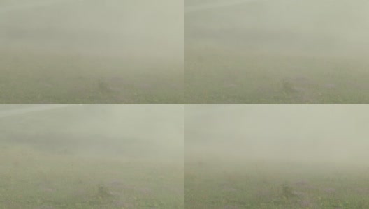 在森林道路上参加拉力赛的汽车扬起的尘雾高清在线视频素材下载