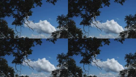 天空是树上的白云高清在线视频素材下载