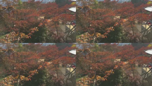 在日本长野县原村索太田，高清红枫叶和蓝天高清在线视频素材下载