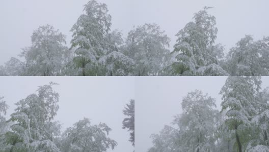 在5月的一个雾蒙蒙的春天里，冬天突然回来了——白雪皑皑的山毛榉带着新鲜的绿色树叶——镜头高清在线视频素材下载